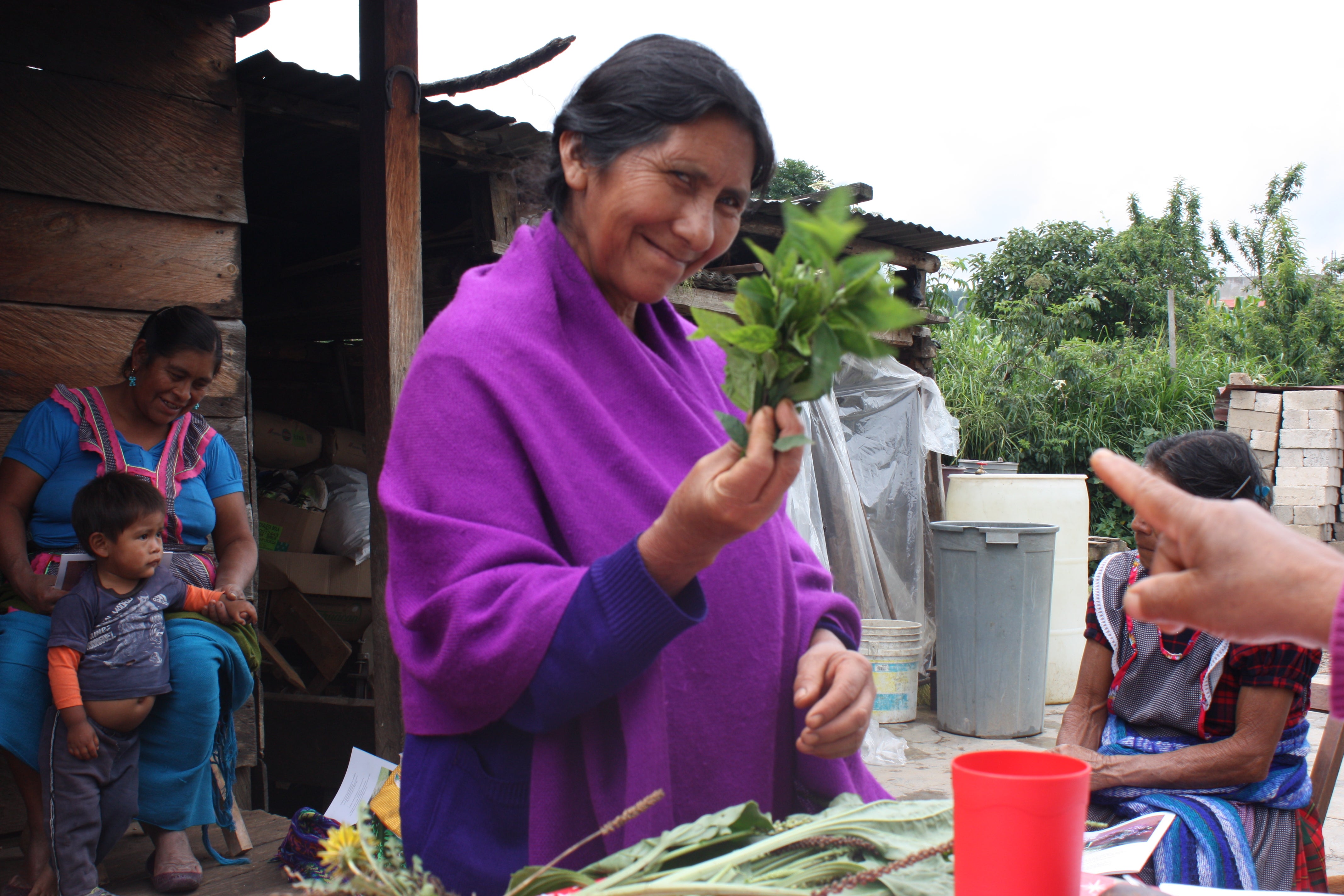 Traditional Mayan Midwives Caring For Womens Health Cultural Survival 